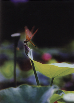 擇枝而棲---謝曉音